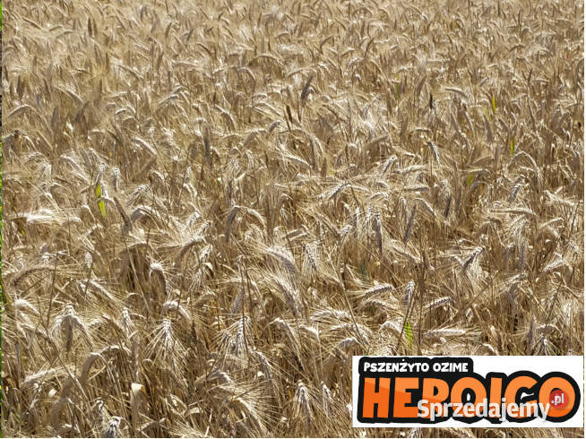 Pszenżyto ozime Heroico zaprawa Vibrance Star Pajęczno