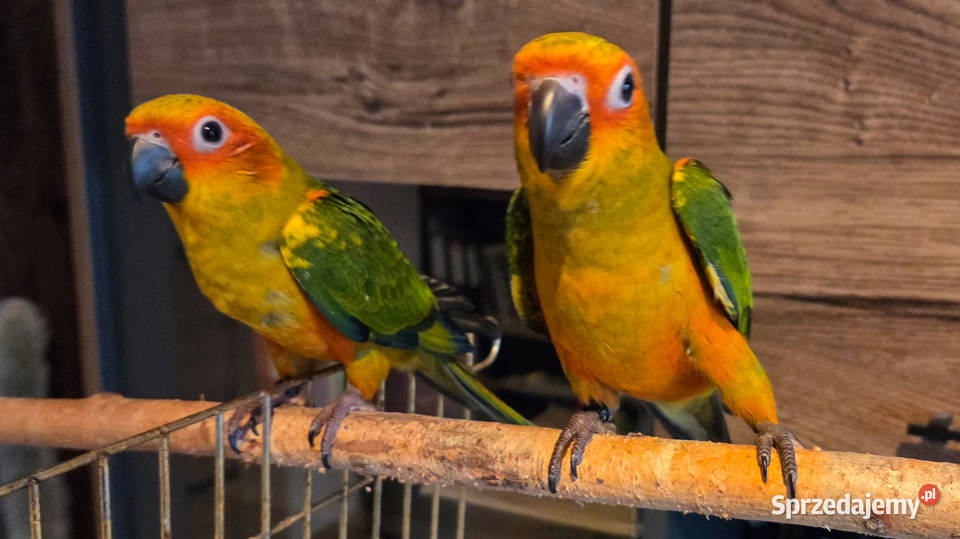 Konura słoneczna konury słoneczne Skarszewy