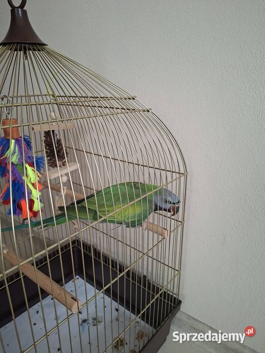Papuga aleksandretta Chińska Busko-Zdrój sprzedam