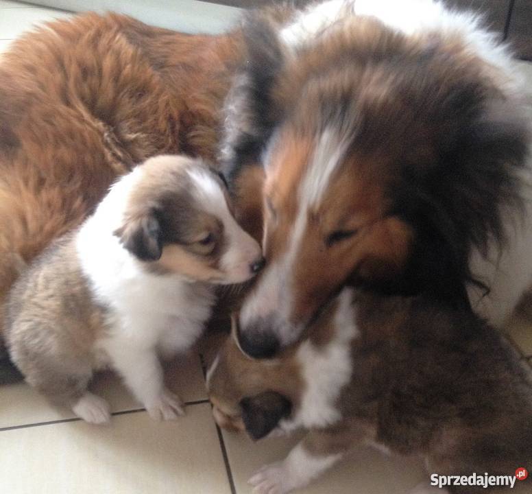 Szczenięta Owczarek Szkocki Collie Żukowo