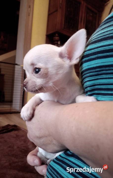Chihuahua piesek biały i brązzowy Psy opolskie