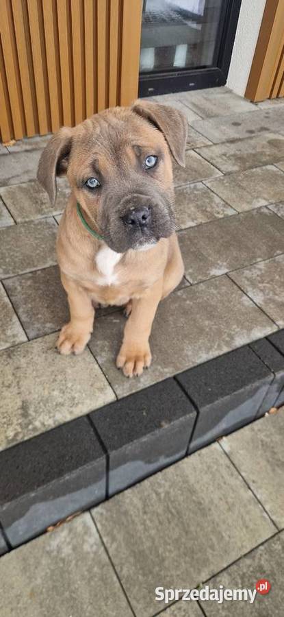 Cane Corso rodowodowe Bychawa