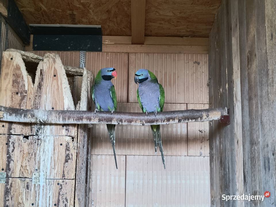 Aleksandretty chińskie para Racibórz