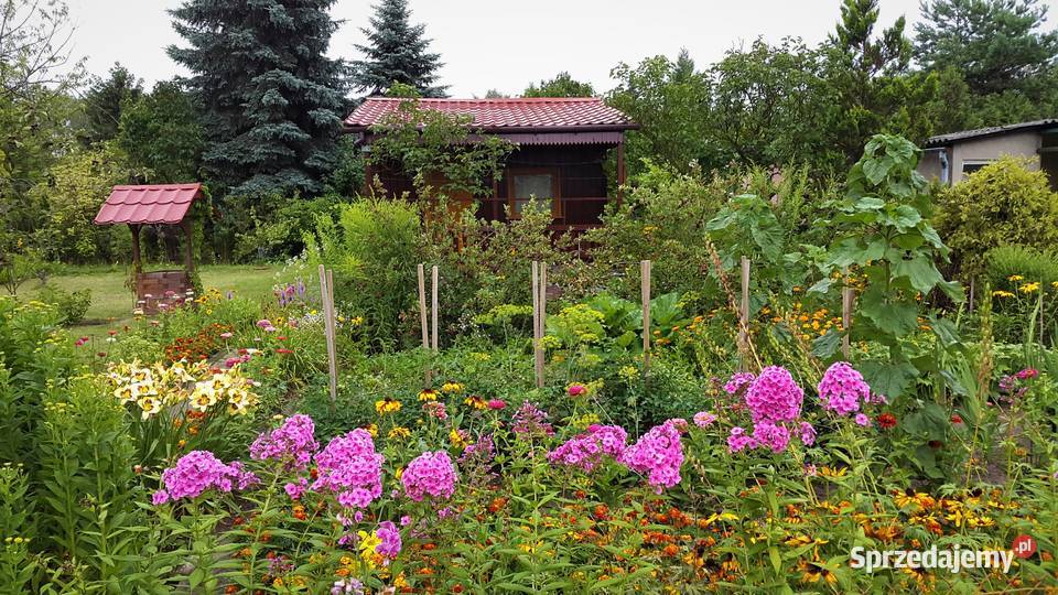 Działka ROD z domkiem Łódź Teofilów sprzedam
