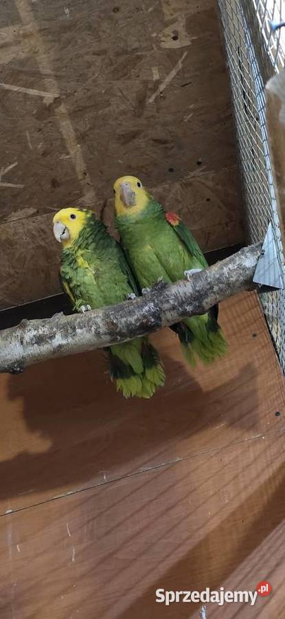 Sprzedam Amazonki Oratriksy sprzedam