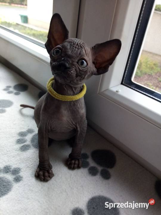 Czarny pręgowany Kocurek Płatna Adopcja Warszawa