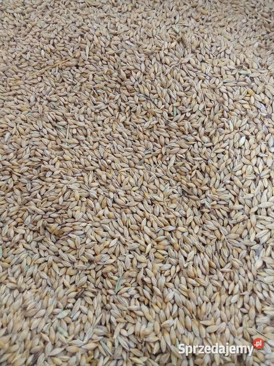 sprzedam jęczmień małopolskie Klimontów