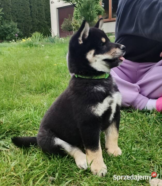 SHIBA INU Nowy miot przyjmujemy zamówienia Bychawka Trzecia sprzedam