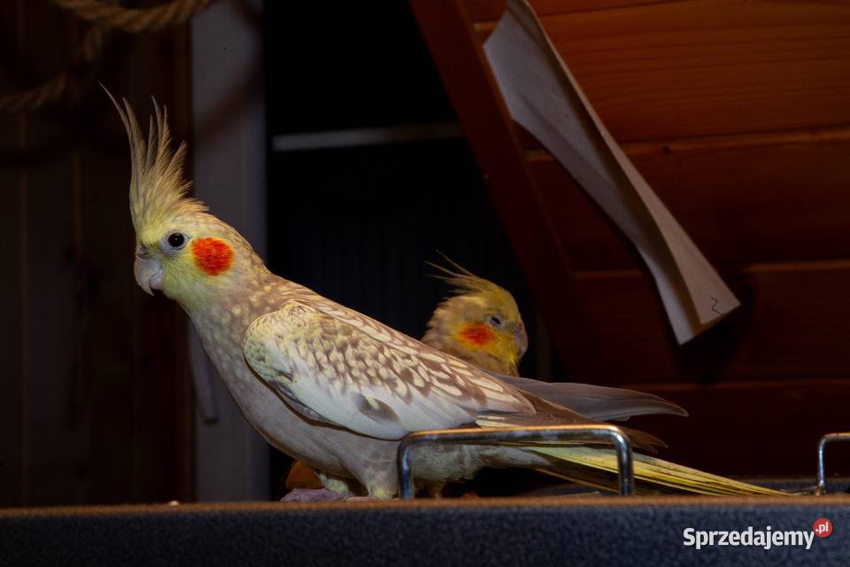 papugi nimfy 3 parki Koszyce Wielkie