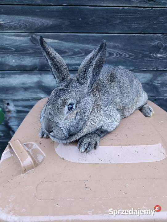 Królik króliki srokacz niebieski wiedeński wielkopolskie Słupca