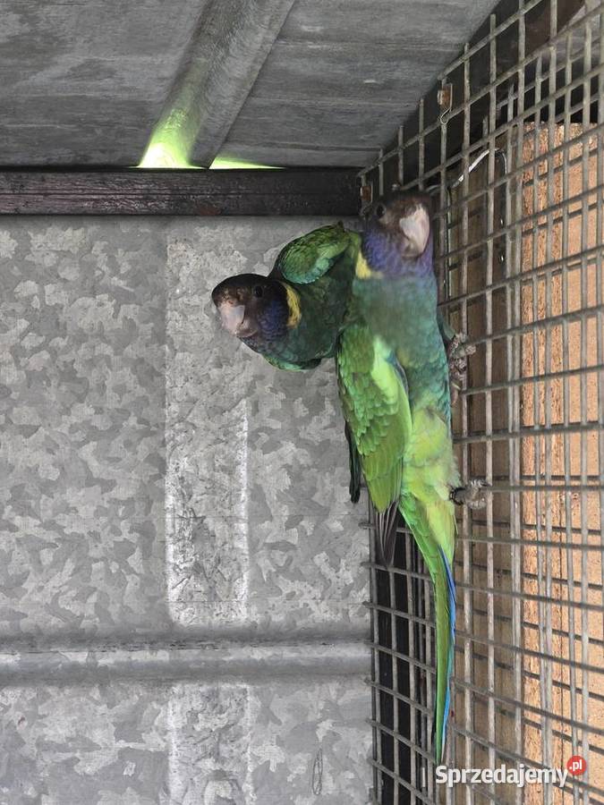 Rozelle czarnogłowe Kragen 2025r Ulanica