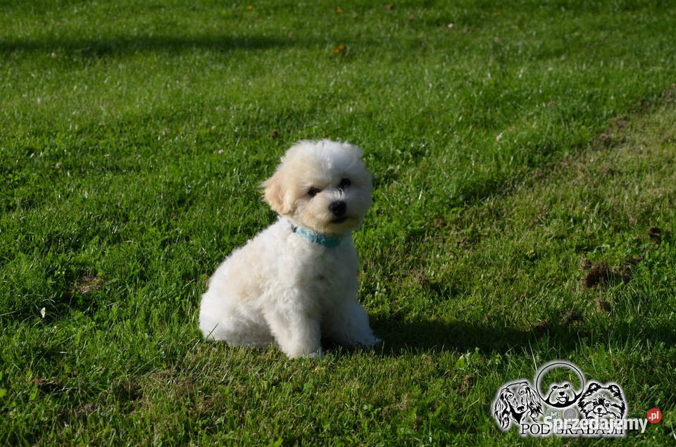 Bichon frise FCI ostatni piesek Pruszcz Gdański
