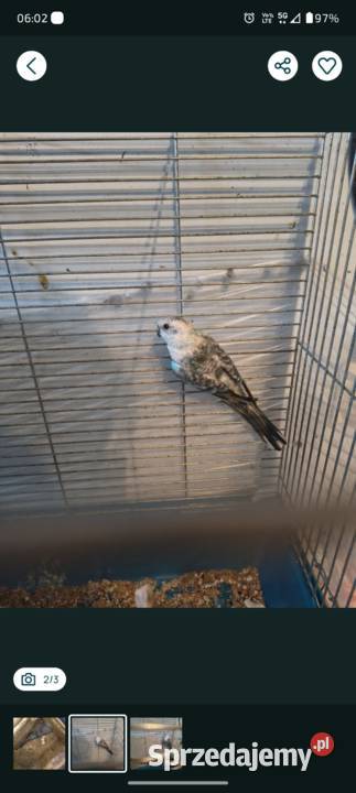 Para lęgowa Krępica