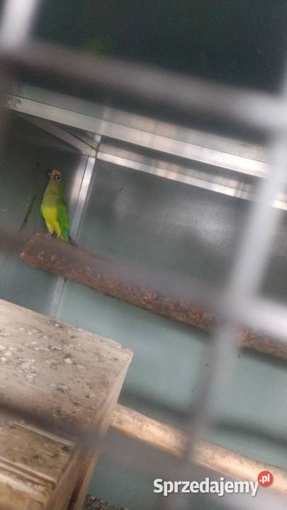 Papugi opolskie sprzedam