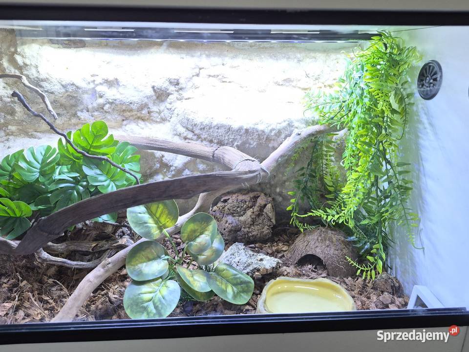 Wąż smugowy terrarium 100x40x40 myszy Bielsko-Biała