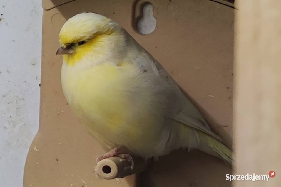 Kanarek kanarki glostery pary Kępno
