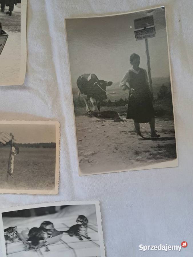 Stare fotografie 16 zwierzęta 1930 1970 do małopolskie Brzesko sprzedam