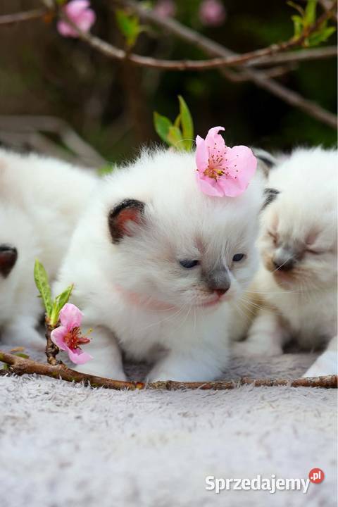 Ragdoll ragdollowe dziewczynki Ragdoll