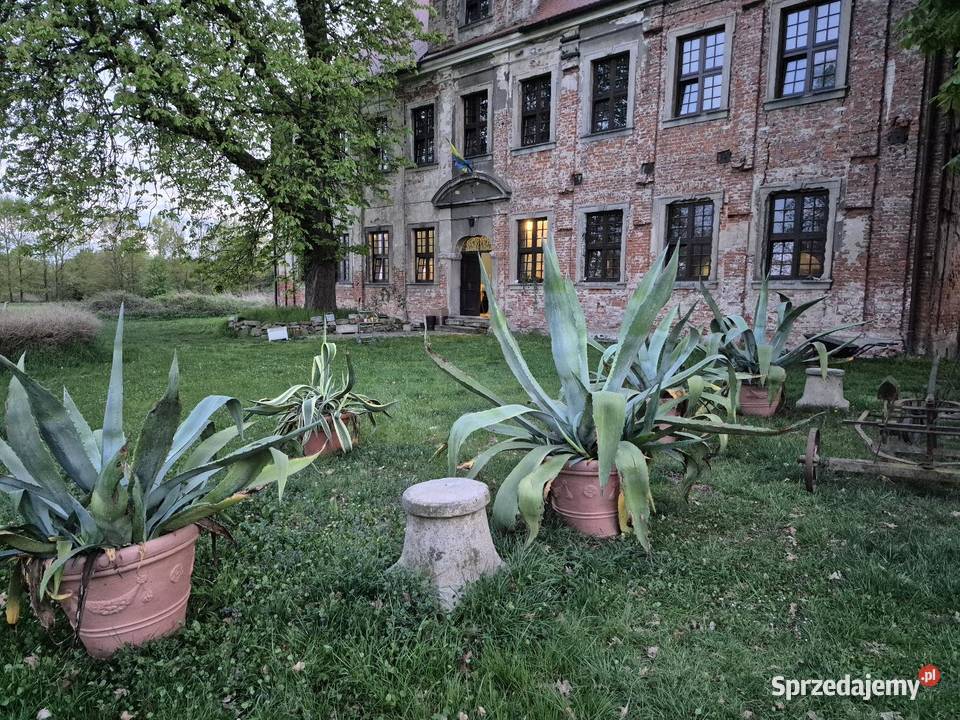 Ogromna agawa pałacowa 4 Ścibórz