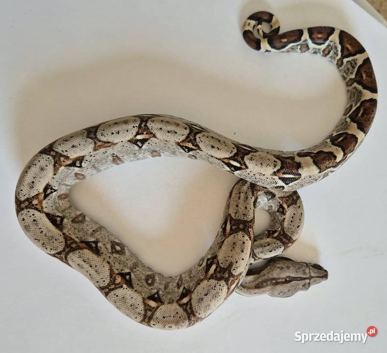 16 boa cesarski cb25 samica małopolskie Chrzanów