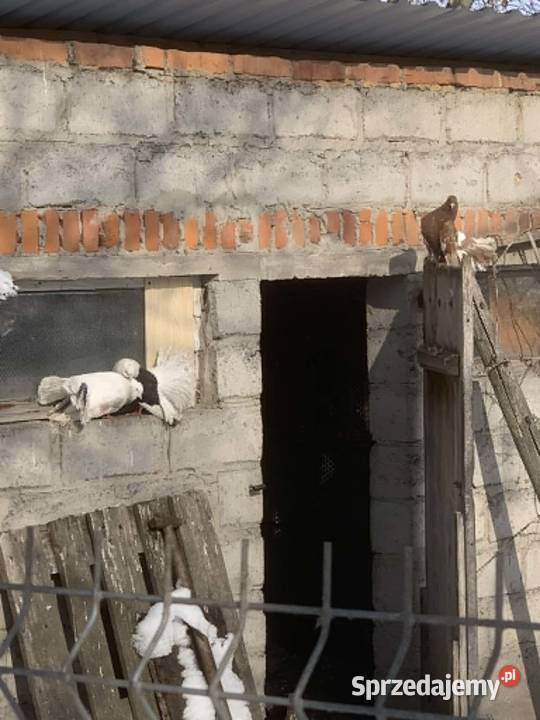 gołębie pawiki Ptaki