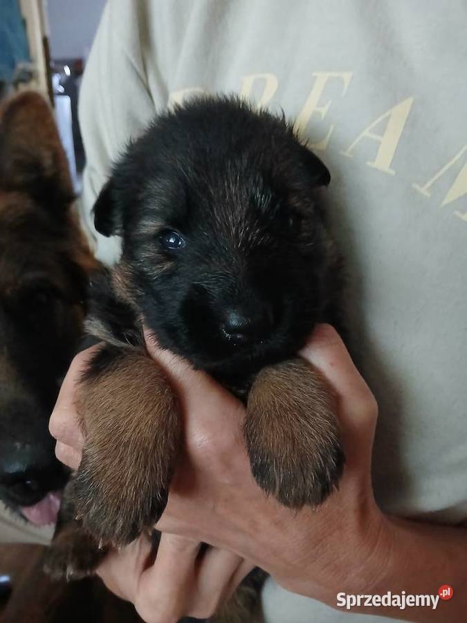 Sprzedam szczeniaki rasy owczarek niemiecki świętokrzyskie Busko-Zdrój sprzedam