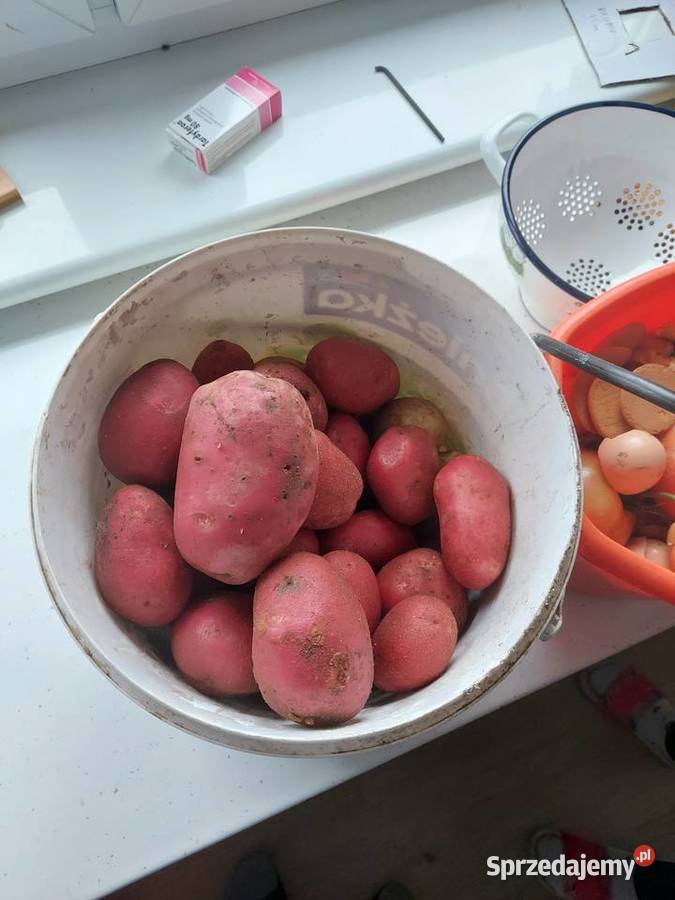 Sprzedam Ziemniaki jadalne czerwone odmiana Główczyce