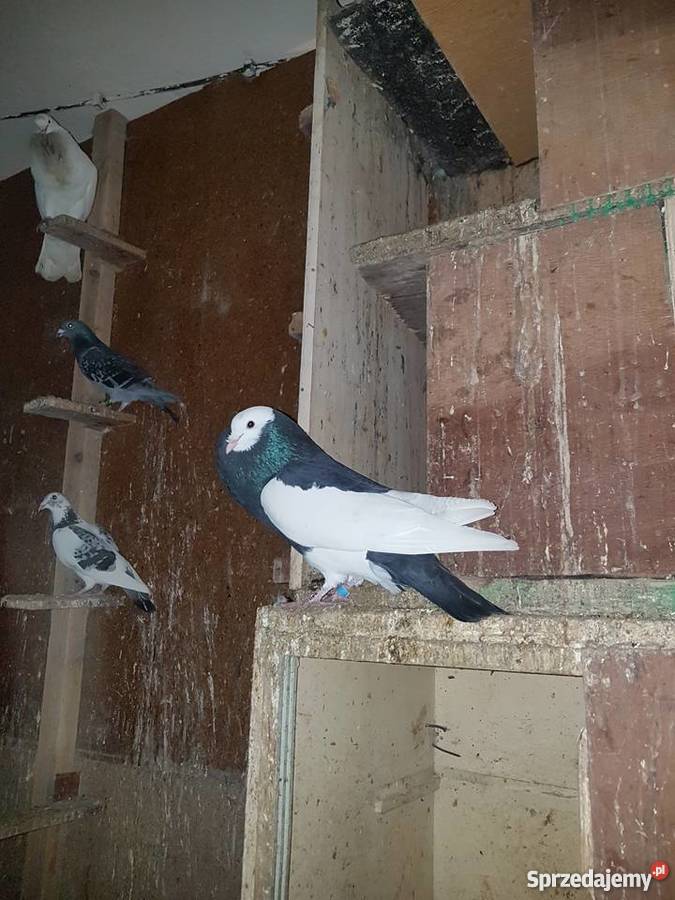 Garłacze siodłate Zwierzęta sprzedam