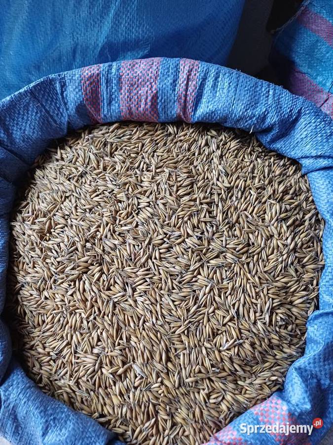 Owies pszenżyto podkarpackie Wydrza