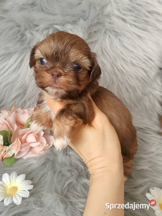 Piękna suczka rasy ShihTzu czekoladowa Namysłów