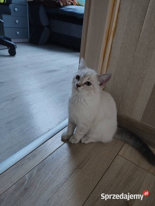 Kotki brytyjskie Brenna