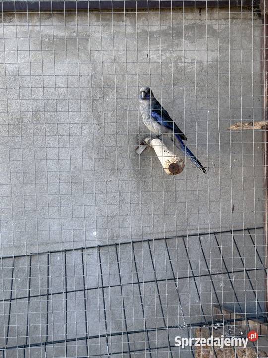 Rozella królewska Mylin