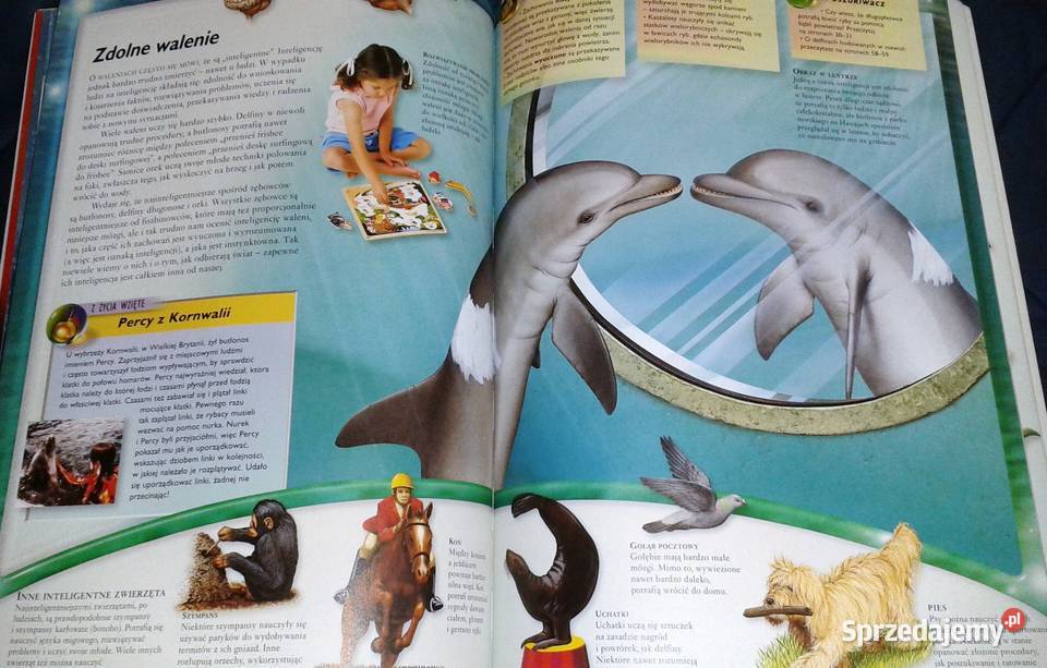 Walenie wieloryby delfiny i morświny L Beckelman Chełm