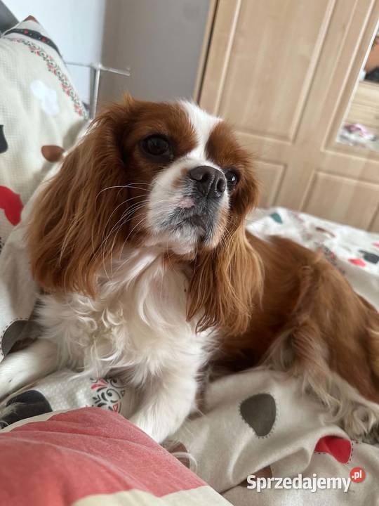 Cavalier King Charles Spaniel piesek Bambi łódzkie Olsza sprzedam