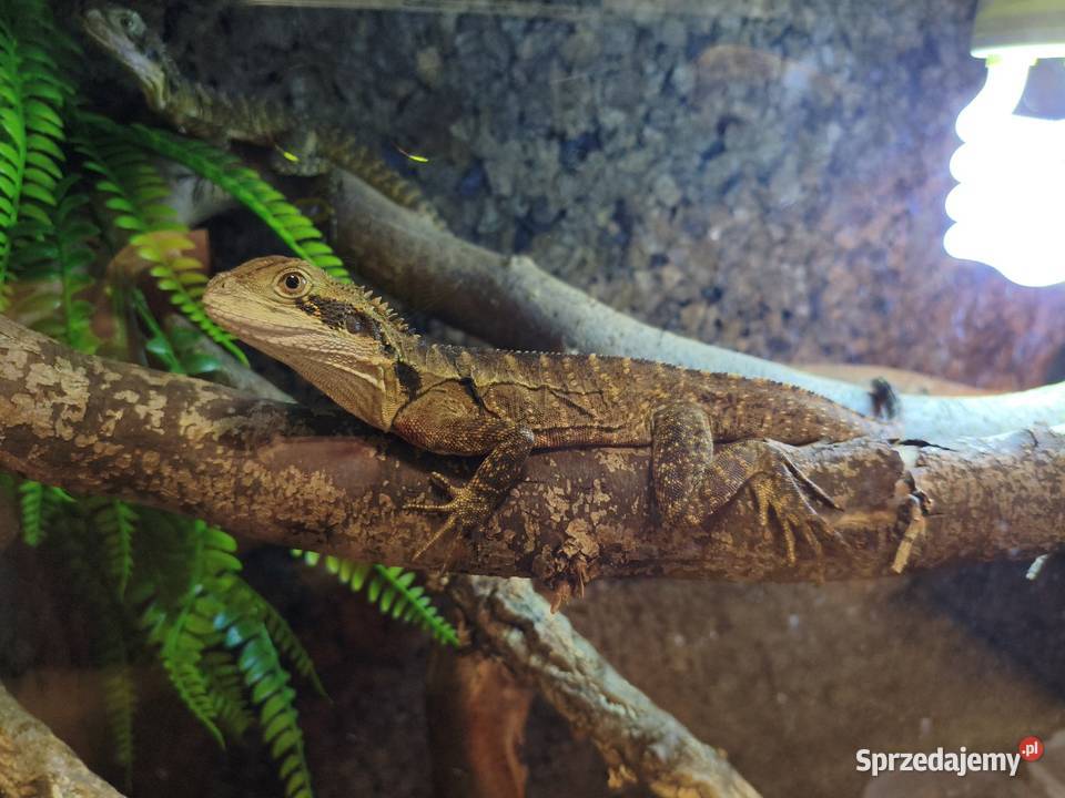 Samiec wodnoagamy australijskiej Gliwice sprzedam