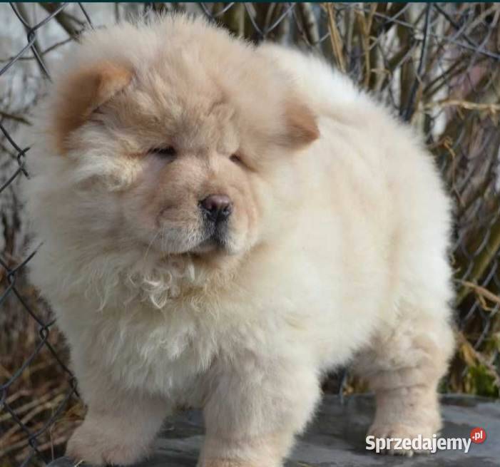 CHOW CHOW GOTOWE DO ZMIANY DOMKU Warszawa