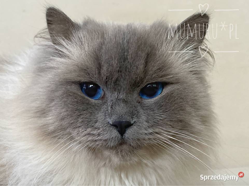 Cudowny ragdoll kocur hodowla FPL rodowód Ragdoll