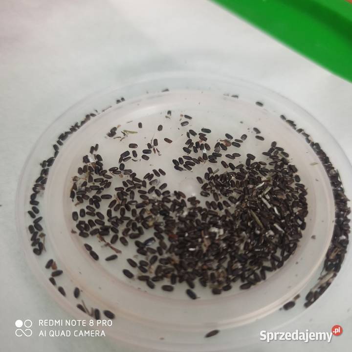 Nasiona lawendy lekarskiej lawendula Korczew