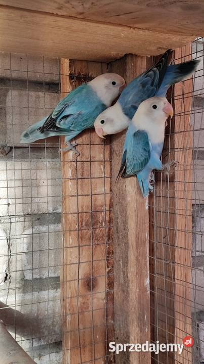 Papugi Nierozłączki Ptaki Zwierzęta