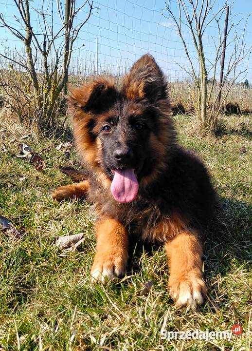 Szczenięta Owczarek Niemiecki Długowłosy kujawsko-pomorskie Grzęby
