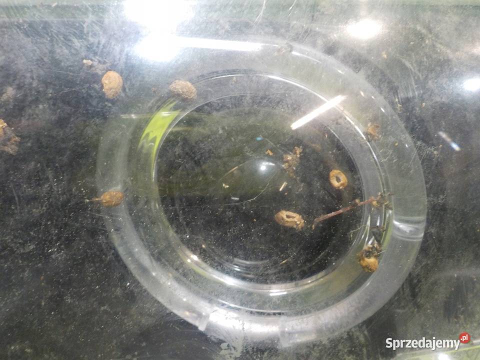 BMW 3 E46 9903 lampa lewa przod osobowe Suków sprzedam