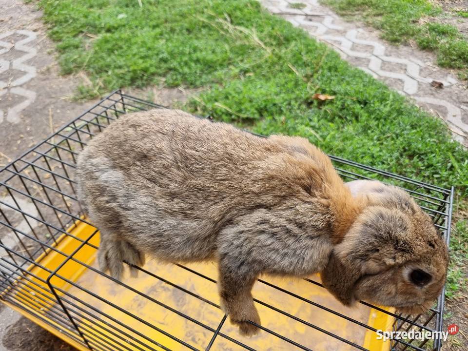 Baran francuski Wola Rębkowska sprzedam