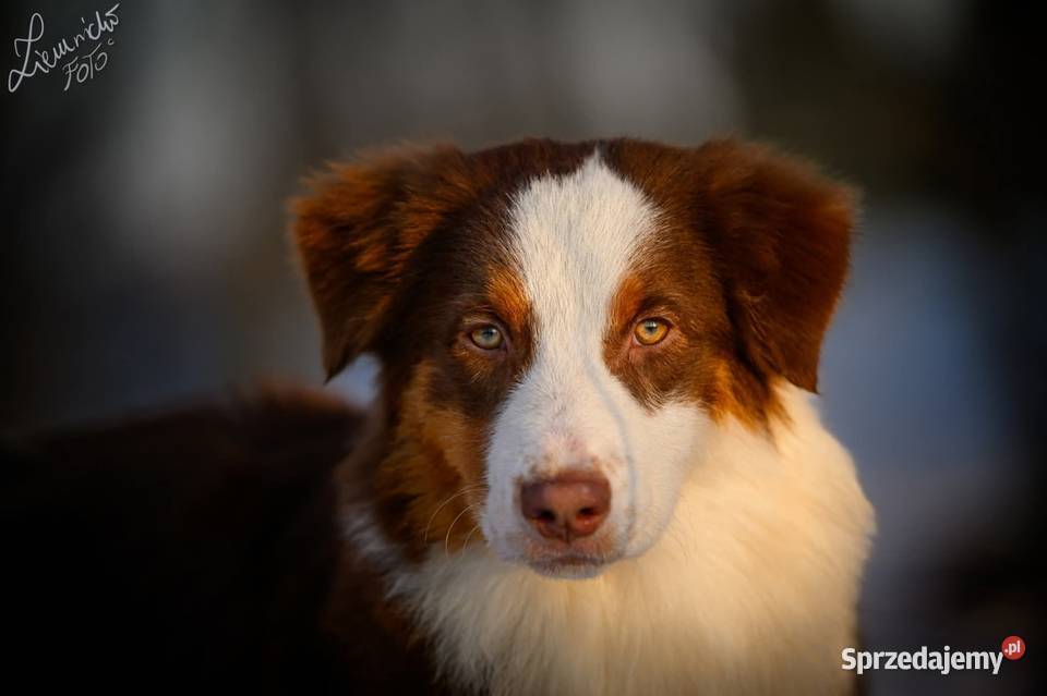 Owczarek australijski typ amerykański Pies NBT łódzkie Parzęczew sprzedam