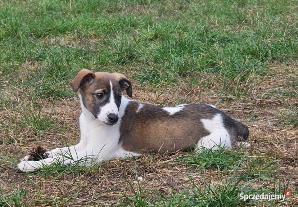 Chart Angielski Whippet FCI gotowe do odbioru