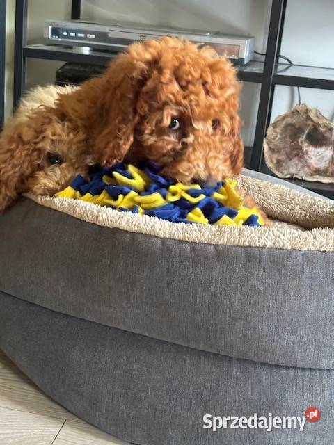Samiec labradoodle mini f2 apricot zachodniopomorskie Gryfice