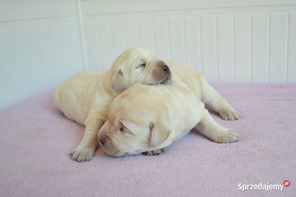 Szczeniaki Labrador Retriever czarne i Żelechlinek