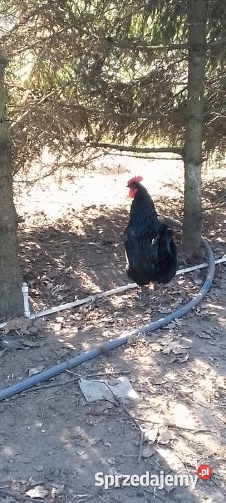 Sprzedam koguta austrolorp Sarnów