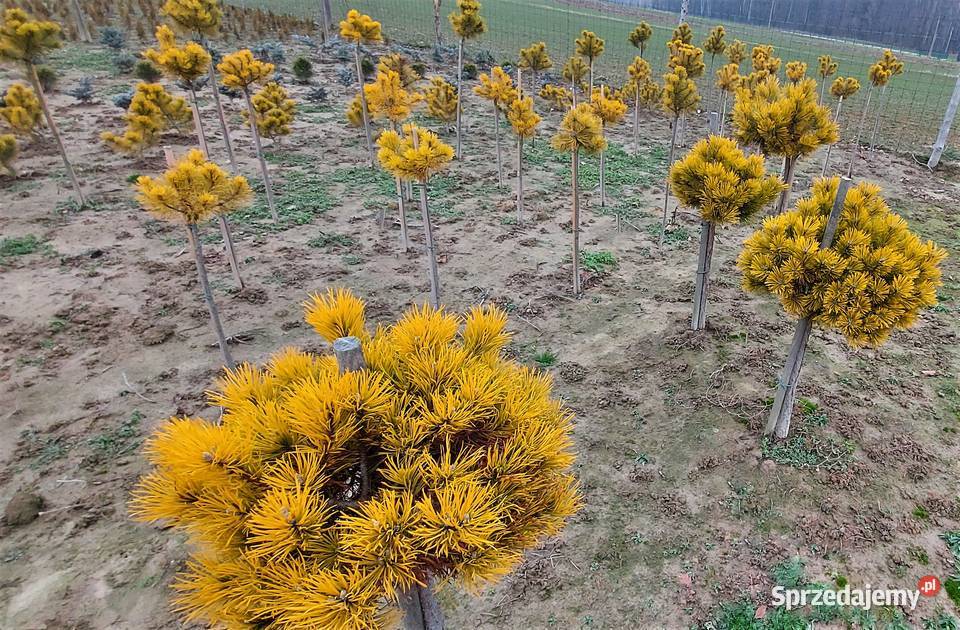 sosna kosodrzewina Carsten Skała
