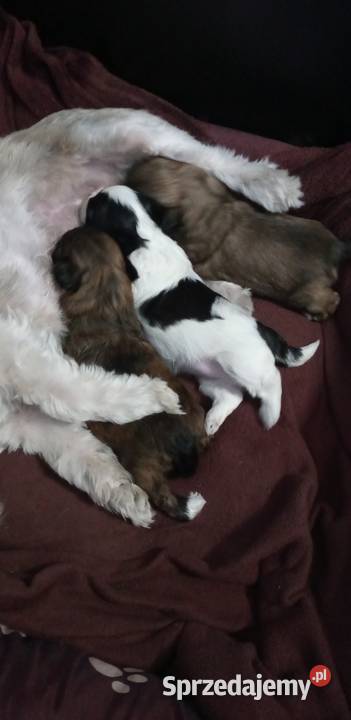 Shih Tzu