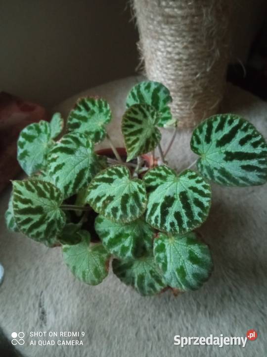 Begonia Silver Jewelbegonia zebra Białystok sprzedam